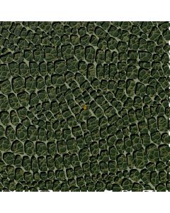 Dinosaur Trails by Raquel Maciel: Dinosaur Scales Skin - 3 Wishes Fabrics 24153-grn 