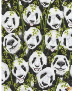 Michael: Selfie Pandas - Timeless Treasures michael-c5395 panda