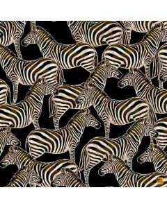 Wild at Heart: Wild Zebras -- Timeless Treasures Fabrics wild-cd1629 black
