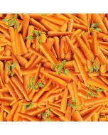 Fresh Veggies: Packed Carrots -- Timeless Treasures Fabrics food-cd1984 orange
