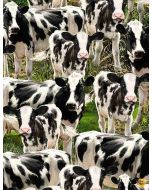 Blake's Farm / Farm Life: Packed Cows -- Timeless Treasures dona-c8337 multi