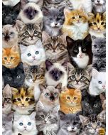 Cat: Quirky Cats: Packed Mixed Breeds of Cats - Timeless Treasures Fabrics cat-c8417 multi