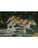 Naturescapes: Kotiya Leopard Digital Panel (29 inch panel) - Northcott dp21377-10