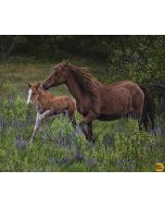 High Horse: Horse Panel Running (1 yard) -- Riley Blake Designs  pd11121 running